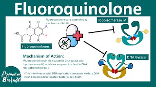 Fluoroquinolones  How do fluoroquinolone antibiotics work [upl. by Sundin]