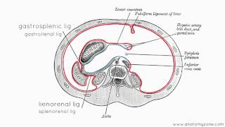 Peritoneal Cavity  Part 3  Anatomy Tutorial [upl. by Tonkin]