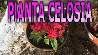 Como reproducir la planta Celosia  Info Garden [upl. by Akiam]