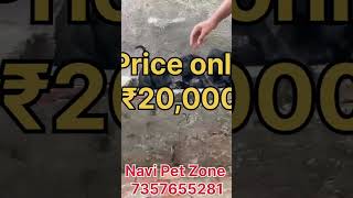 Cane Corso Dog Breed Puppy Low Price in India  Cane Corso Dog breeder contact number in India [upl. by Anoi]