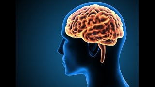 आपके दिमाग के बारे में तथ्य  Enigmatic Facts About the Human Brain and Consciousness [upl. by Madelaine154]