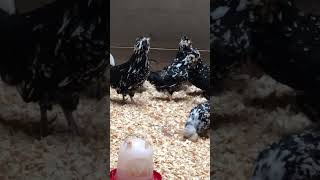 Rooster Crowing Mottled Houdan Chickens farmlife chickens [upl. by Yelsew]