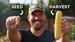 Growing SWEET CORN from Seeds Planted in Containers [upl. by Hanah812]