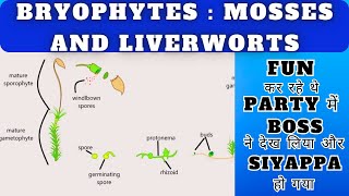 Classification of Bryophytes Mosses and Liverworts Prepare for NEET in 5 mins BSc MSc Botany [upl. by Michele]