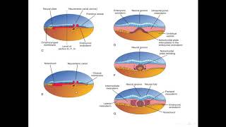 Formation of notochord [upl. by Semreh681]