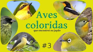 Aves coloridas que encontrei no Japão  3 [upl. by Ailima]