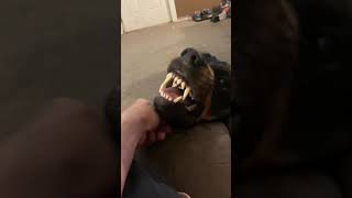 Rottweiler growling with love [upl. by Saffian]