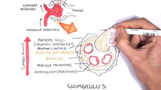 Nephrotic Syndrome  Types and pathology histology [upl. by Alton]