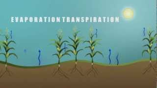 Understanding Evapotranspiration ET [upl. by Reichel]