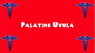 Pronounce Medical Words ― Palatine Uvula [upl. by Eissert]