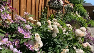 How To Care for Rose amp Clematis  Slow Garden Tour of Roses amp Hydrangeas before ➡️🪲🥺😢 June 2021 [upl. by Eninnaej264]