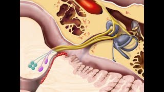 Cranial nerve VIII [upl. by Rochester]