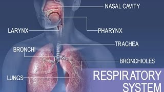 Anatomy and Physiology of Respiratory System [upl. by Shanleigh]