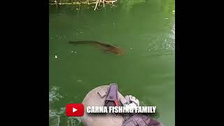 🎣 Silure attaque magique dans mes palmes 😱 fishing pêche silure bigfish [upl. by Curson]