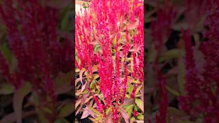 🌺 Amazing Celosia argentea plumosa 4k 4kvideo plants [upl. by Nivlem253]