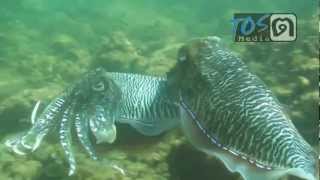 CuttleFish Mating [upl. by Primrose]