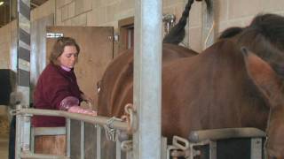 Equine Reproduction UK  3 day breeding short course AI tech training [upl. by Moe404]