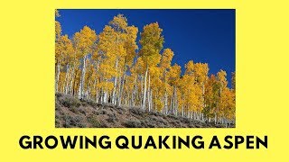 Seeds That Grow In ONE DAY Growing Quaking Aspen [upl. by Ayekal]