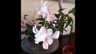 Orchids blooming  the art of indoor orchid care with these essential tips [upl. by Oremodlab]