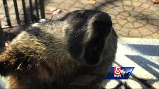 Groundhog attacks man animal control officer [upl. by Emixam]