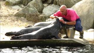 dolfinarium Harderwijk zeehonden 19 september 2014 [upl. by Copp]