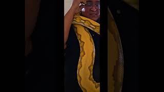 Reticulated python handling [upl. by Kalvn]