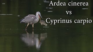 Ardea cinerea vs Cyprinus carpio [upl. by Calesta]