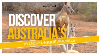 Australias 10 Most Unique Animals and Their Fascinating Traits [upl. by Walkling]