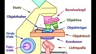 Mikroskop Aufbau Bestandteile [upl. by Norvall]