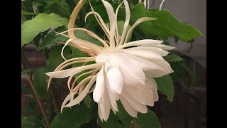 Epiphyllum cactus night blooming orchid cactus Belle de nuit [upl. by Ecirehc343]