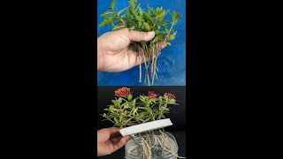 Easy way to propagate IxoraRangan plant from cuttings by waterShorts [upl. by Esilrahc594]