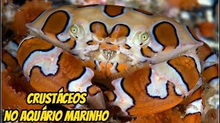 Camarões e Caranguejos  Conheça os Crustáceos prediletos dos aquaristas marinho [upl. by Bartolome7]