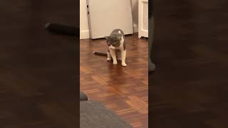 Grey And White Cat On Floor Heaving Hair Ball Dance [upl. by Manny]