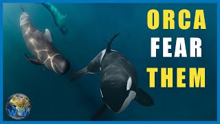 Why Do Pilot Whales TERRIFY Orca [upl. by Seldon]