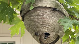 First bald face hornet nest removal of 2024 early season hornets nest [upl. by Anrak]