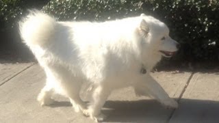 Dog Arthritis  How I saved an old dog with home treatment for canine osteoarthritis [upl. by Halle]