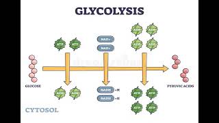 1 Carbohydrates GLYCOLYSIS شرح بالعربي [upl. by Jacobs]