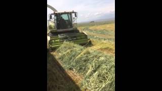 Claas 980 chopping HUGE windrow [upl. by Luap]