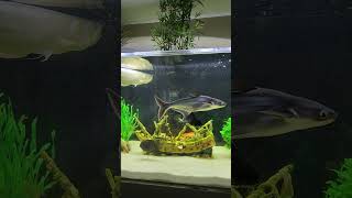 Esterline Aquarium Amazing love relaxing aquariumfish Fisfishtank short [upl. by Dorran]