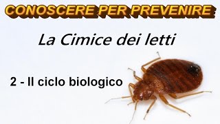 La Cimice dei letti 2  Il ciclo biologico [upl. by Prader]