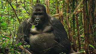 Rwanda les derniers gorilles  Documentaire animalier [upl. by Venditti]