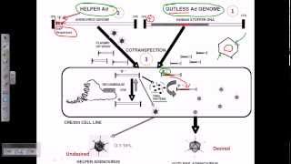 Gene therapy using adeno virus [upl. by Ratib535]