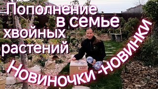 Шикарные новинки в сад 🥰 Убили нет влюбили ❤️ Хвойные растения пополнили ряды [upl. by Daiz]