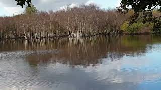 quotMangrovebosquot in duinenHoge WaterstandBergen Woudweg 16 September 2024 [upl. by Ethbun225]