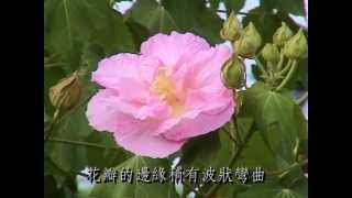 Hibiscus Mutabilis 木芙蓉 三 [upl. by Alfie]