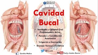 Anatomía  Cavidad Bucal Paredes Contenido Irrigación Inervación [upl. by Amabel]