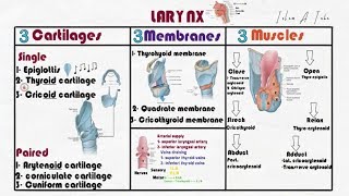 5 Larynx anatomy [upl. by Schlicher]