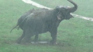 The Elephant Sanctuary  Thunderstorms at The Elephant Sanctuary in Tennessee [upl. by Jean-Claude]