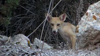 Vulpes vulpes indutus Miller 1907 Red fox endemic to Cyprus  Rizokarpaso  Cyprus [upl. by Morgun]