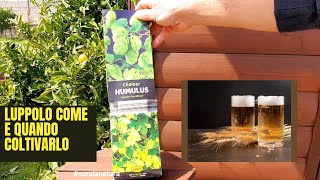 luppolo Come Piantare e Coltivare Il LUPPOLO Prima Parte humulus [upl. by Uoliram]